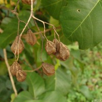 Pityranthe verrucosa Thwaites